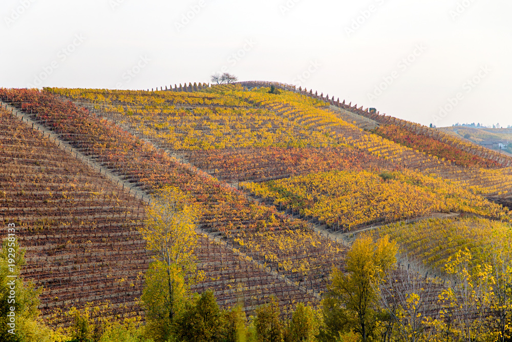 Hills of vineyards in autumn in Piedmont (Piemonte), Italy.