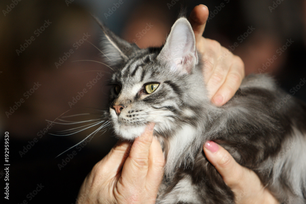 Naklejka premium Norwegian Forest Cat