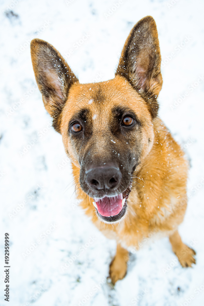 Naklejka premium Dog smilling into camera