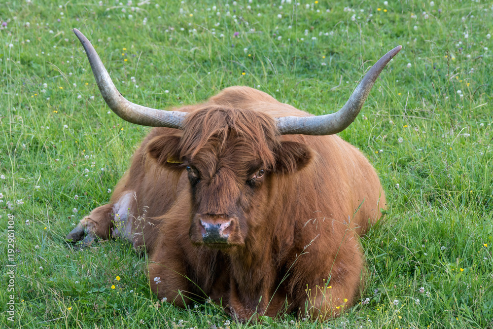 Highland Cattle bull with large horns lying in the green grass Highland Cattle bull with large horns lying in the green grass