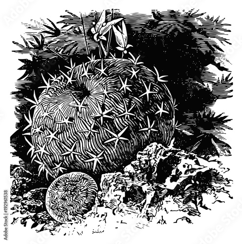 Brain Cactus  #vector - Stenocactus, multicostatus - Kaktus