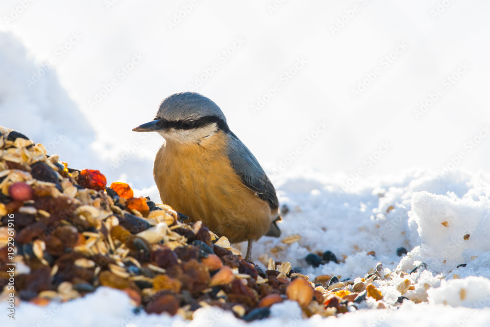 Hungriger Kleiber an Winterfütterung