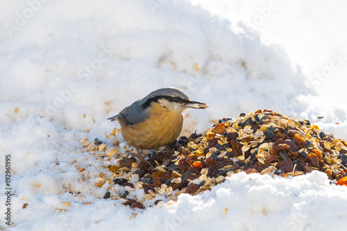 Kleiber an Winterfütterung