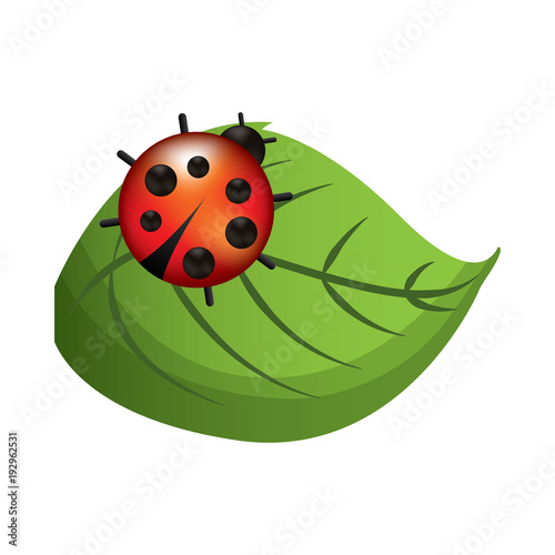 cute ladybug in leaf natural wildlife animal vector illustration