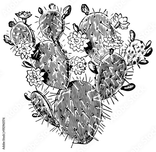 Opuntia tuna cactus #vector #isolated - Opuntie