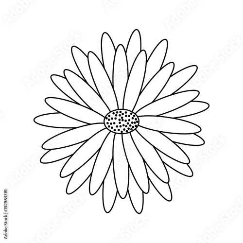 beautiful natural flower daisy petals decoration vector illustration