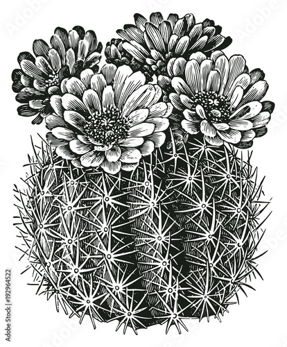 Cactus #vector #isolated - Mammillaria Childsi - Kaktus
