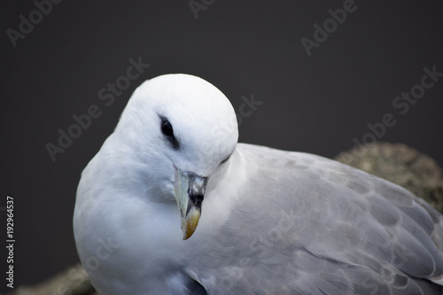Portrait of a sea gull