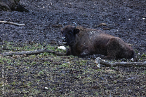 zimbru seated in a mud in a natural reserve photo