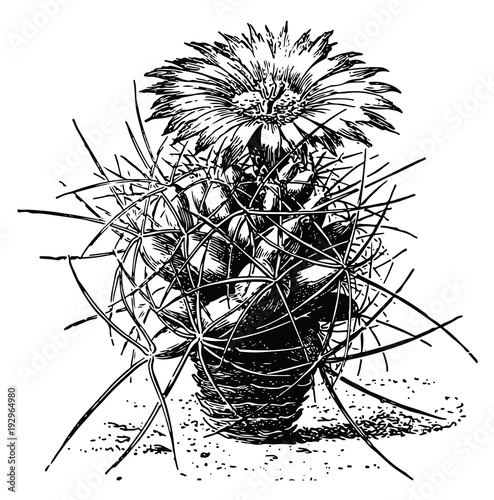Big Needle cactus #vector - Coryphantha macromeris