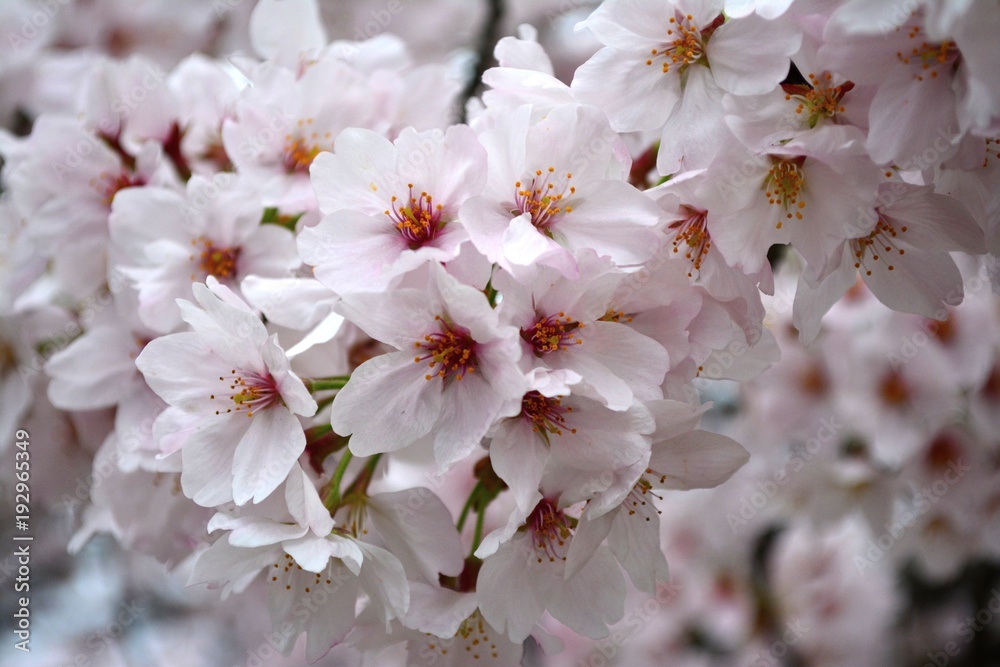 Cluster of Sakura Flowers / Cherry Blossom