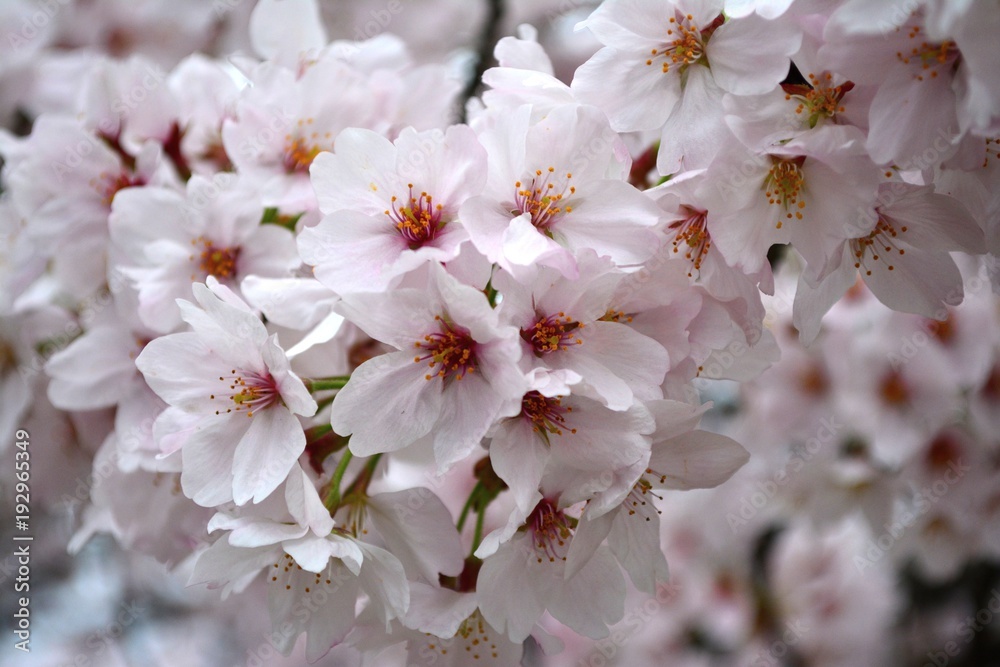 Cluster of Sakura Flowers / Cherry Blossom Cluster of Sakura Flowers / Cherry Blossom