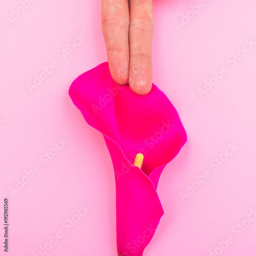 two finger touch Lily flower in the form of female body parts on a pink background. creative metaphor.