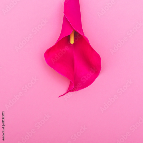 Lily flower in the form of a female body part. creative metaphor. international women's day
