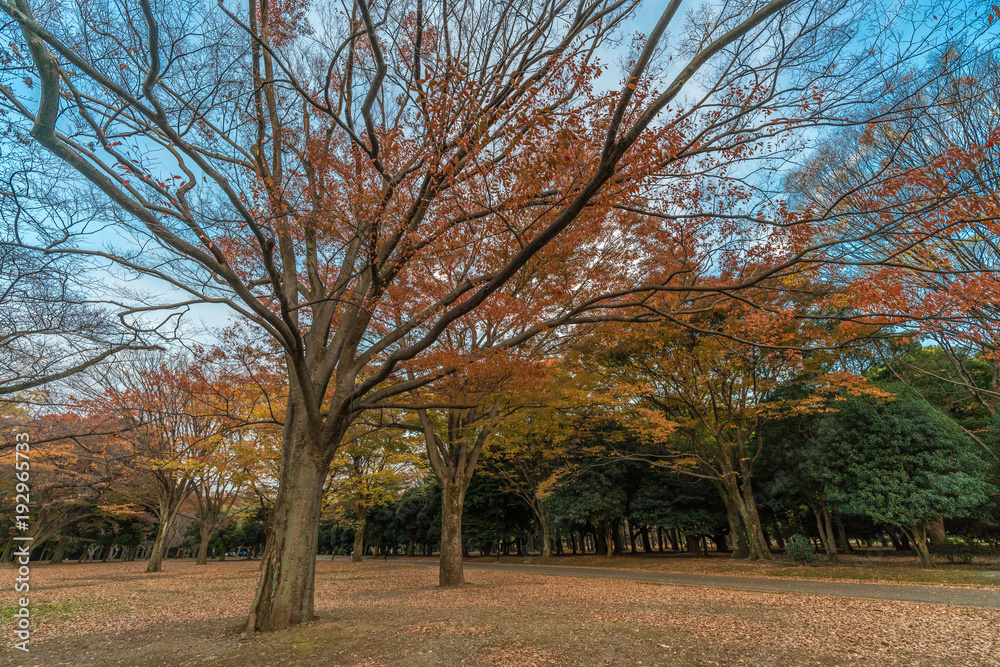 Momiji (maple tree) Autumn colors, fall red foliage carpet sunset at Yoyogi Park in Shibuya ward, Tokyo, Japan Momiji (maple tree) Autumn colors, fall red foliage carpet sunset at Yoyogi Park in Shibuya ward, Tokyo, Japan