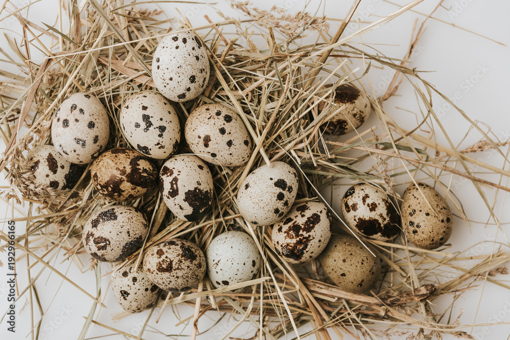Obraz premium quail eggs laying on straw over white background