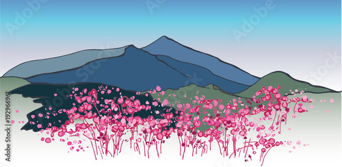 Landscape of South Korea. Korean mountains. Blooming azalea in the mountains. Chirisan Mountains
