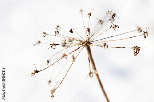 close-up of a dry dead flower