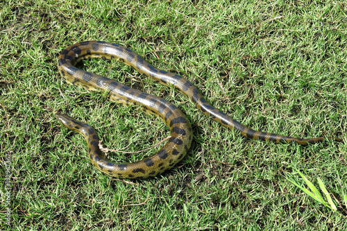Foto Green anaconda (Eunectes murinus) in Bolivian Pampas