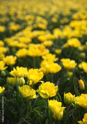Yellow tulips in springtime