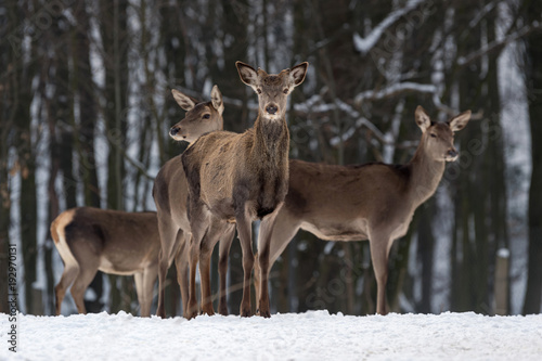 Deer in winter forest