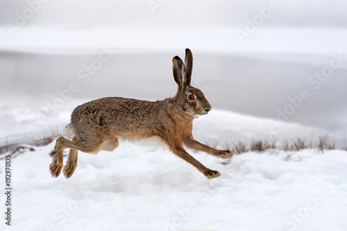 Fotografia Hare running in the field