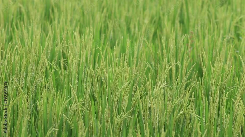 Green field with rice stalks swaying in the wind blows. Ubud, island Bali, Indonesia. Close up Green field with rice stalks swaying in the wind blows. Ubud, island Bali, Indonesia. Close up