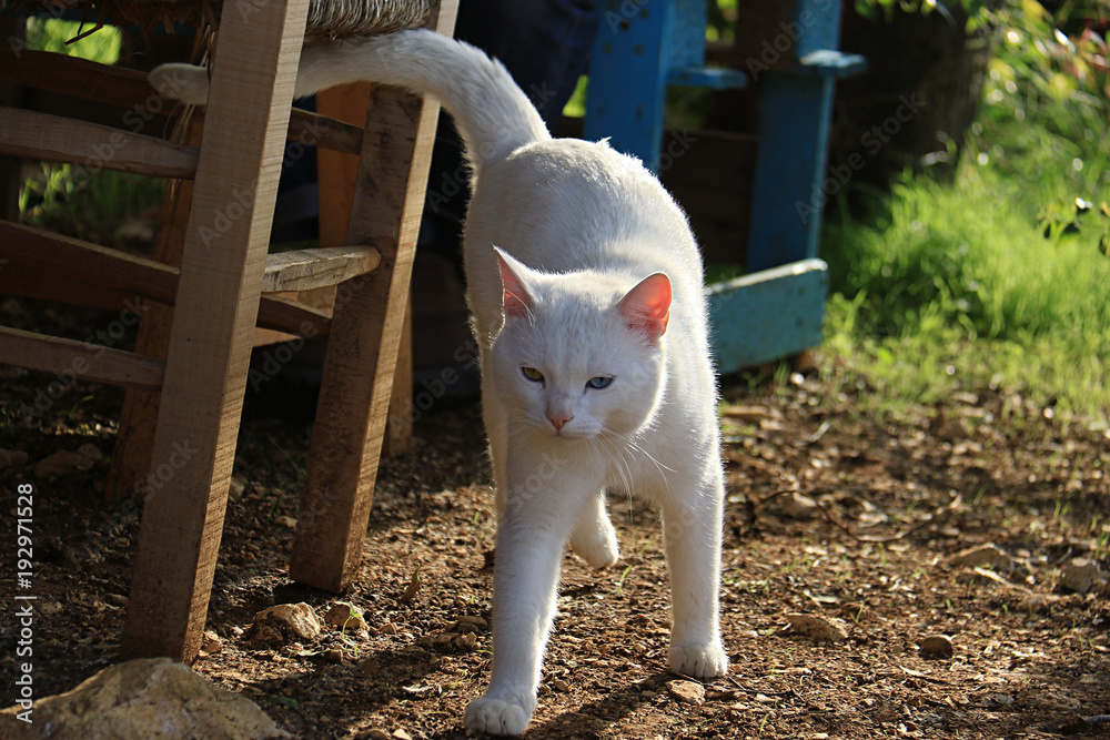 Cat with Heterochromia in the Garden