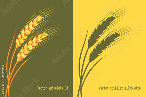 Vector wheat in 3d and silhouette on green and yellow background isolated. Vector.