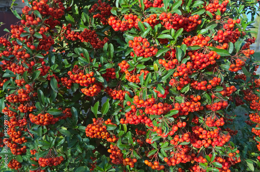 Sea Buckthorn full of berries at autumn time, close up