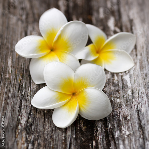 White and yellow plumeria flowers on the old wooden floor. Square image.