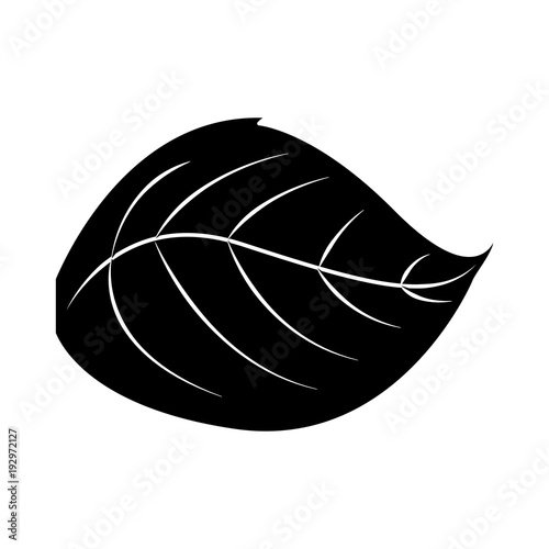  leaf natural foliage botanical icon vector illustration black and white image