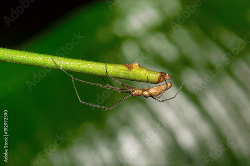 Long leg spider , Aarey Milk Colony photo