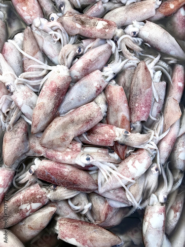 Seafood sales at the market in Thailand. Fresh Squid.