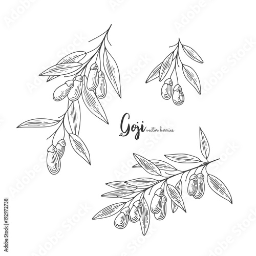 Goji berry vector drawing set. Isolated hand drawn illustration on white background. Organic healthy food. Design elements for menu, promotion, advertising, cards, wrapping paper, cosmetics packaging.