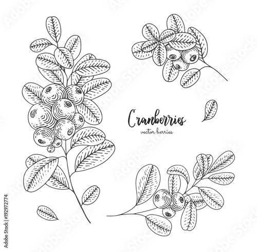Hand drawn set with cranberries. Design for package of health and beauty natural products. Engraving sketch vintage style. Applicable for menu, promotion, wrapping paper, cosmetics packaging.