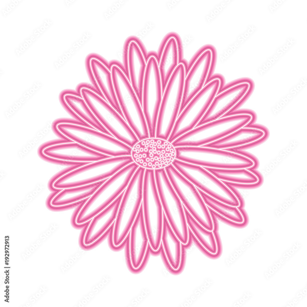 beautiful natural flower daisy petals decoration vector illustration pink neon image