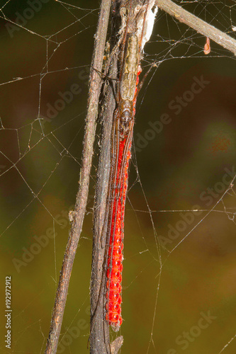 Long leg spider , Aarey Milk Colony photo