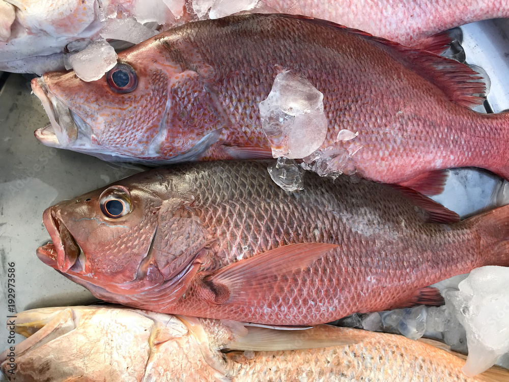 Fresh fish red snapper put on ice in market. Phuket in Thailand. Stock  Photo | Adobe Stock