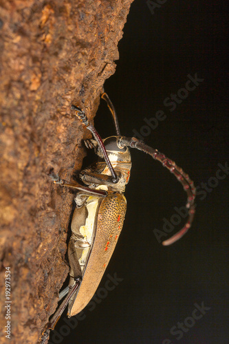 Longhorn beetle, Cerambycidae , Aarey Milk Colony , INDIA photo