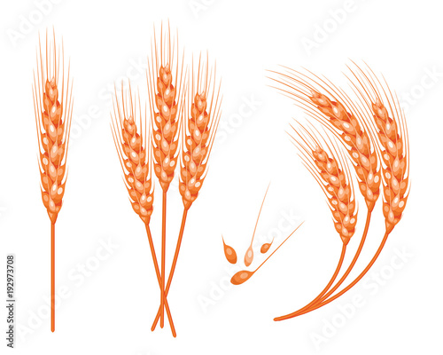 Set of vector wheat in 3d isolated white background with seed addition. Vector.