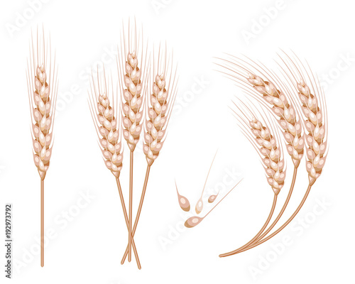 Set of vector wheat in 3d isolated white background with seed addition. Vector.