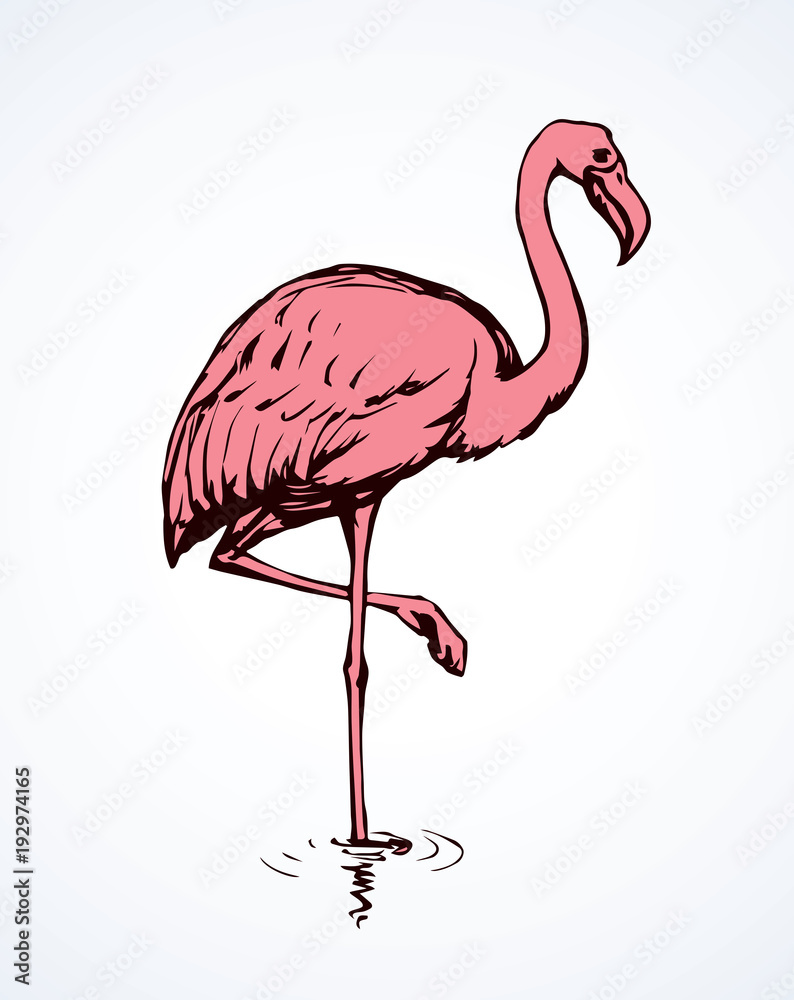 Fototapeta premium Flamingo. Vector drawing