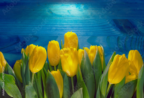 border of yellow tulips on blue background