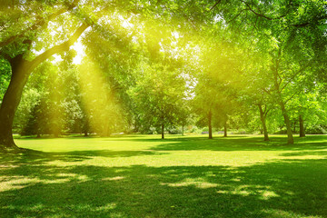 Sunrise in beautiful park