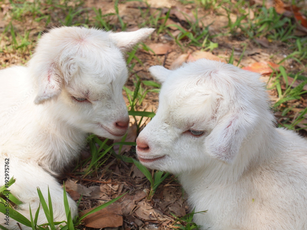 Twin Baby Goats