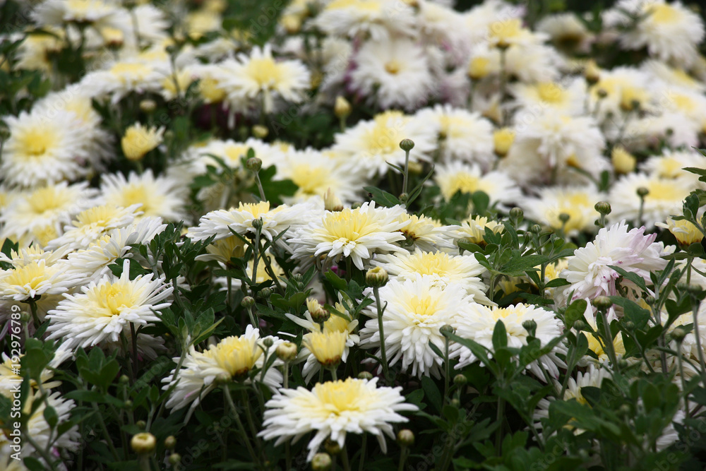 Chrysanthemum in flowers./Bushes of chrysanthemums plentifully blossom white flowers with cream tones in the middle. Chrysanthemum in flowers./Bushes of chrysanthemums plentifully blossom white flowers with cream tones in the middle.