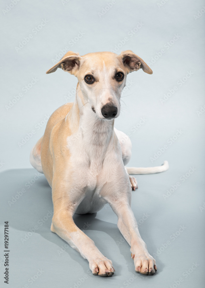 Female adult purebred Whippet sighthound Female adult purebred Whippet sighthound