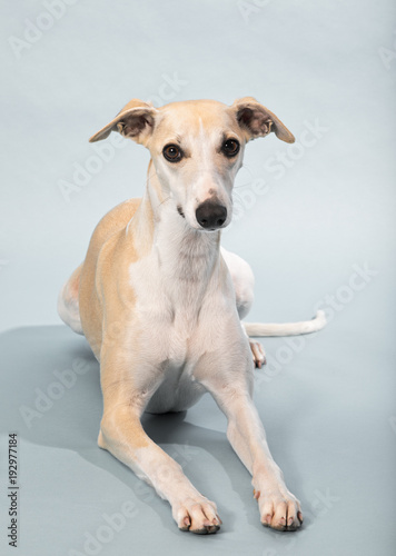 Female adult purebred Whippet sighthound © eyewave