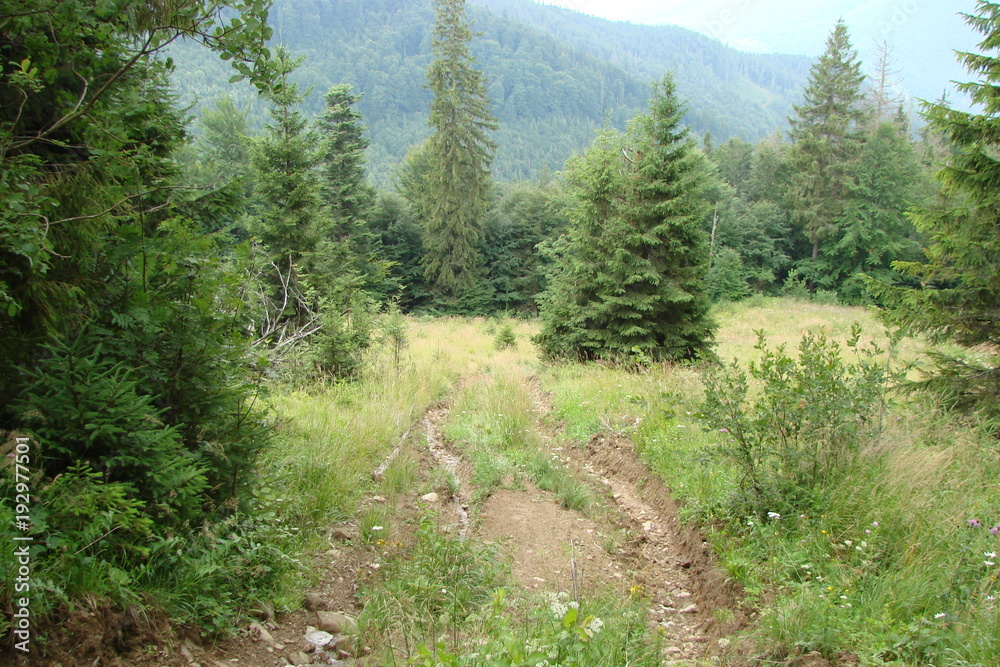 Obraz premium The road to the top of the mountain between the tall pine forests of a mountain on the background of a cloudy blue sky.